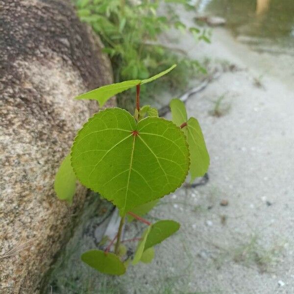 Cercidiphyllum japonicum 叶