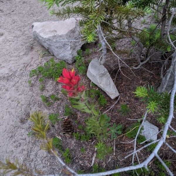 Castilleja parviflora Çiçek