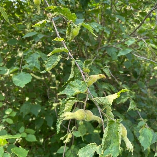 Corylus cornuta Blatt