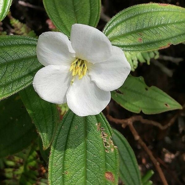 Melastoma malabathricum Flower