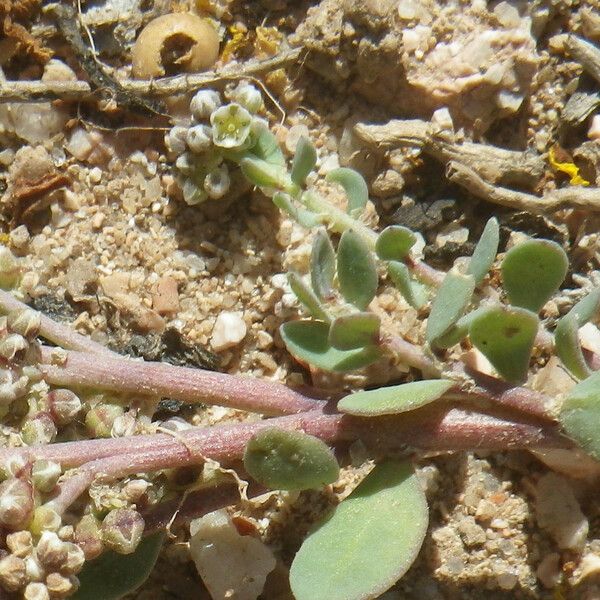 Corrigiola telephiifolia List