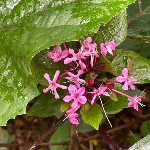 Clerodendrum bungei 花