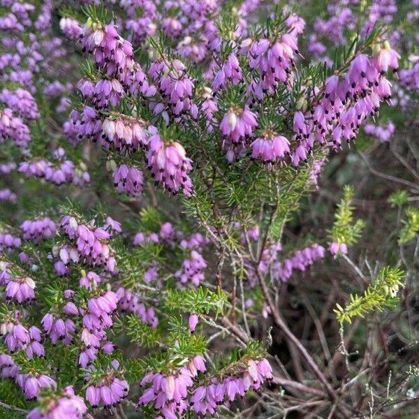 Erica cinerea Συνήθη χαρακτηριστικά