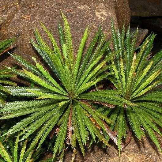 Observation: Blechnum obtusatum (Labill.) Mett. (Endemia - Rémy Prelli 1  Jan 1970) World flora - Pl@ntNet identify