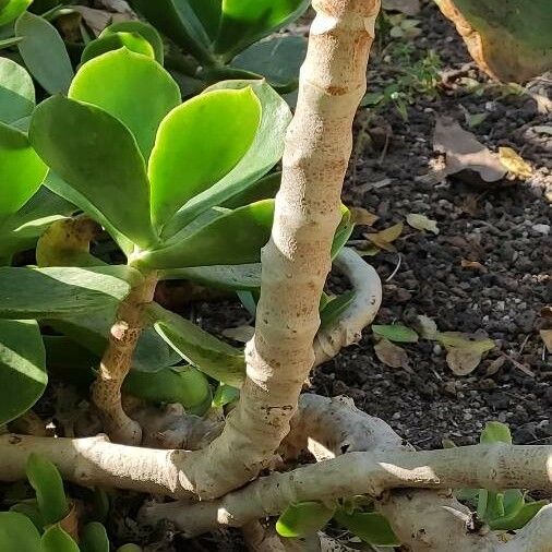 Cotyledon orbiculata Bark