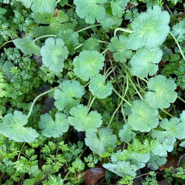 Geranium molle Yaprak