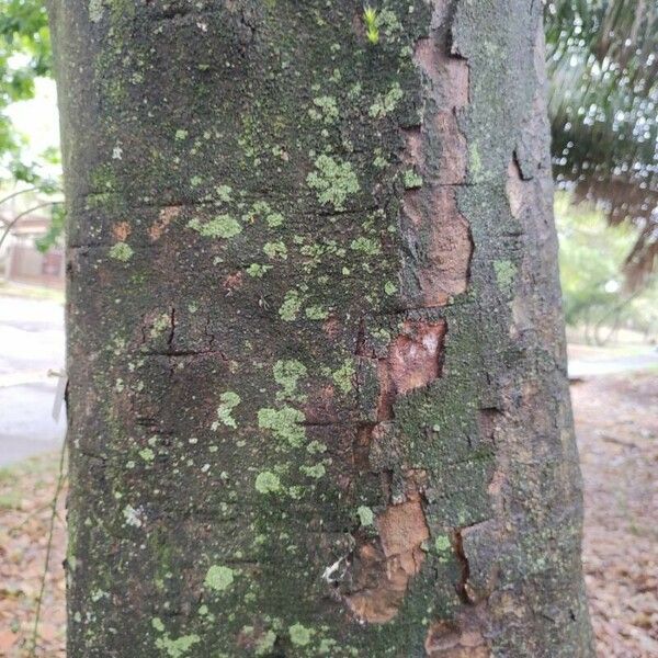 Hevea brasiliensis Corteza