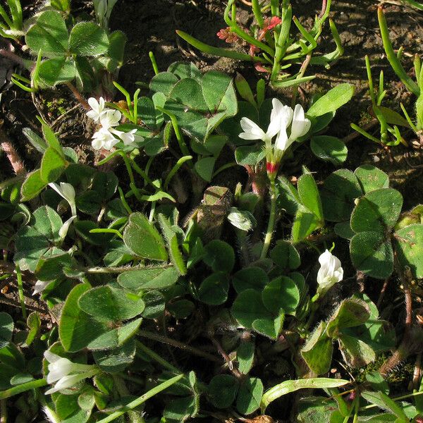 Trifolium subterraneum Blatt