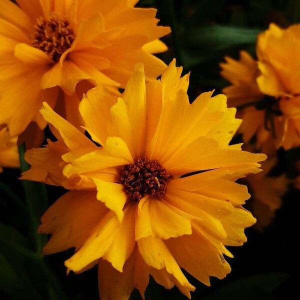 Coreopsis grandiflora Blüte