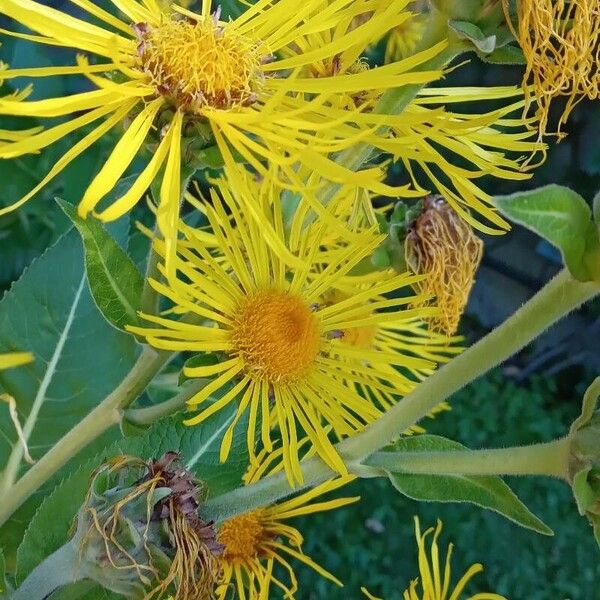 Inula helenium Flower