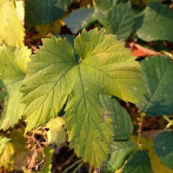 Humulus lupulus Leaf