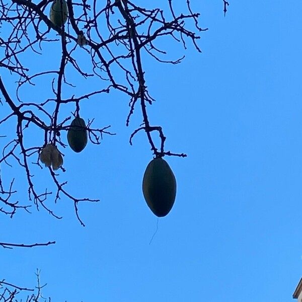 Ceiba speciosa Fruit