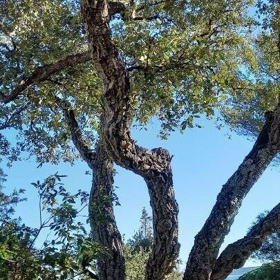 Quercus suber Natur