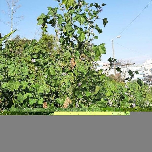 Malva neglecta Агульны выгляд