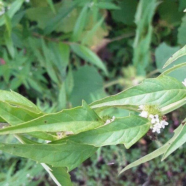 Lycopus europaeus Leaf