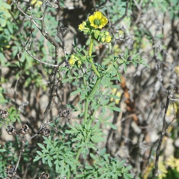 Ruta chalepensis Fiore