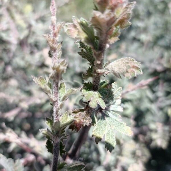 Forsskaolea tenacissima Leaf