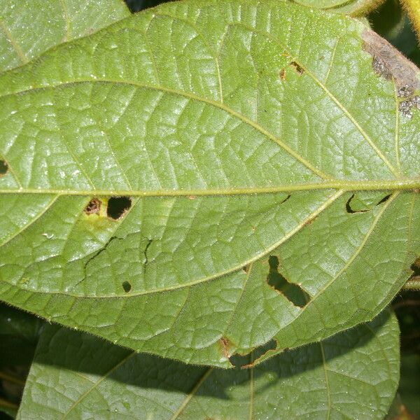 Mikania banisteriae 葉