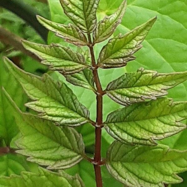 Campsis radicans Leaf