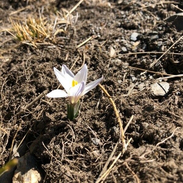 Crocus versicolor Flower