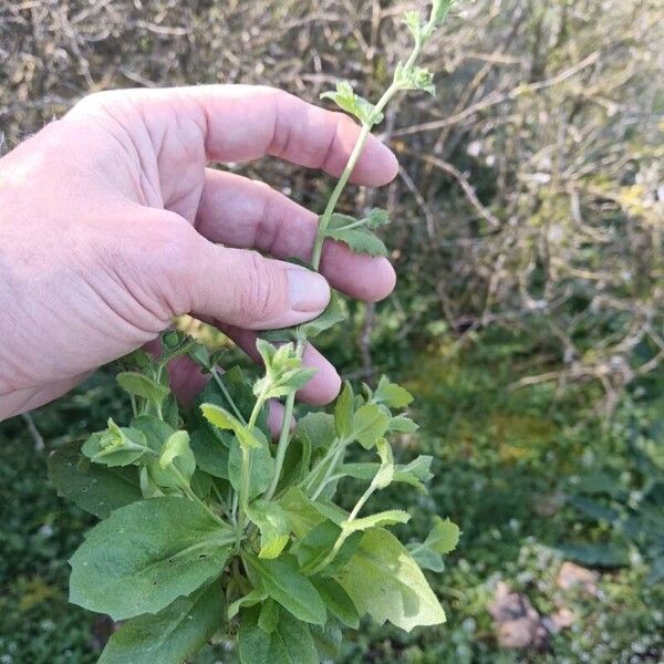 Draba muralis Habit