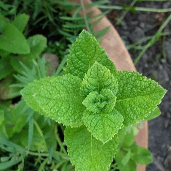 Mentha × rotundifolia 叶