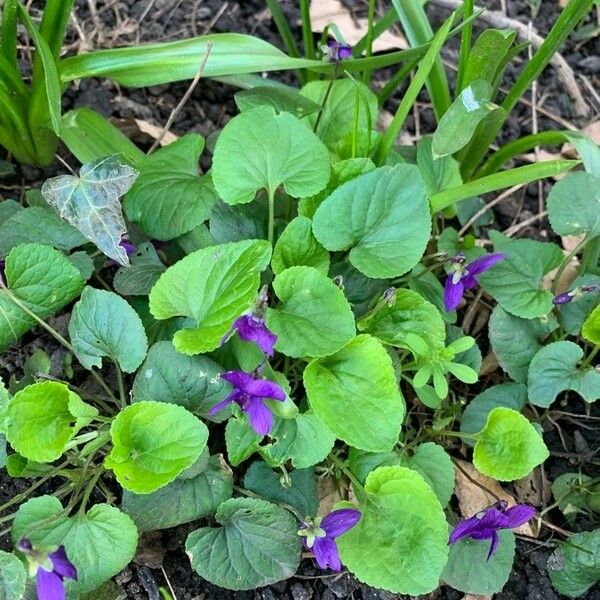 Viola odorata Blüte