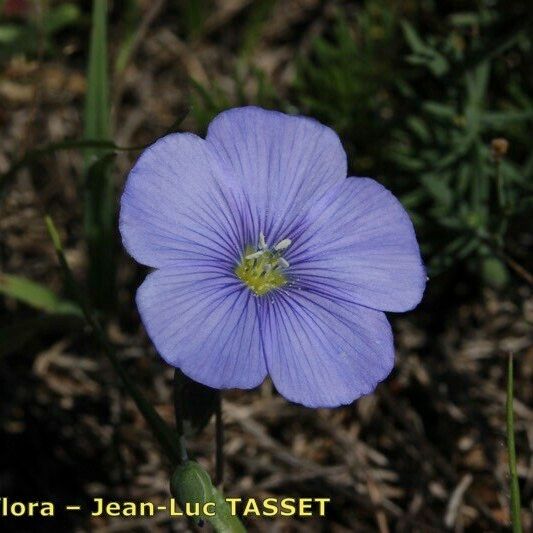 Linum leonii Flower