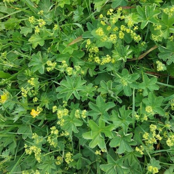 Alchemilla monticola 花