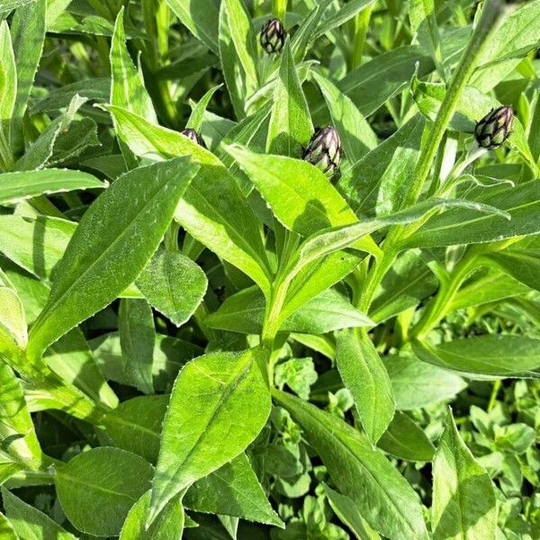 Centaurea montana Leaf