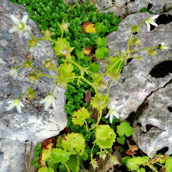 Saxifraga rotundifolia Habit