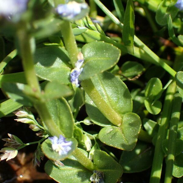 Veronica serpyllifolia Leaf