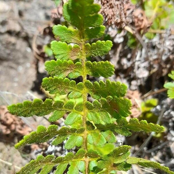 Anemia tomentosa Lehti