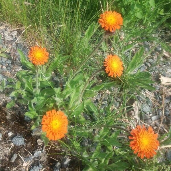 Pilosella aurantiaca फूल