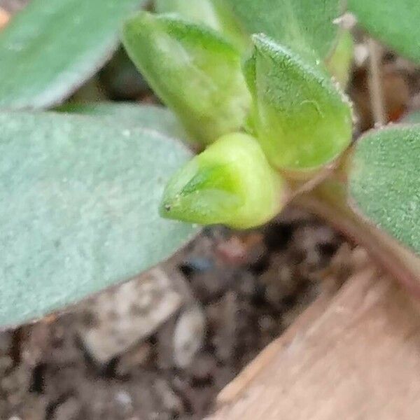 Portulaca oleracea Fruit