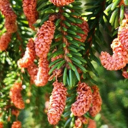 Picea orientalis Blodyn