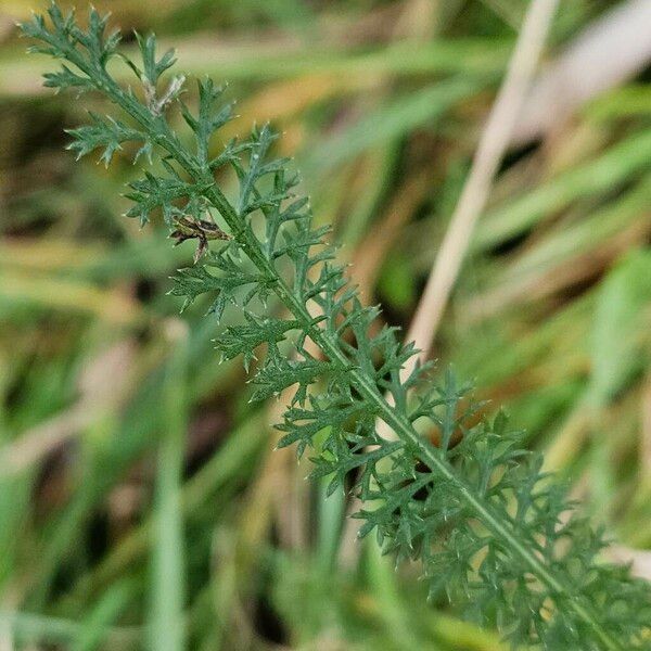 Achillea nobilis Blad