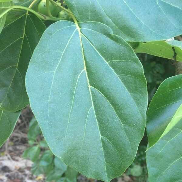 Cordia subcordata Folha