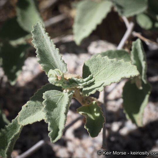 Hibiscus denudatus Лист