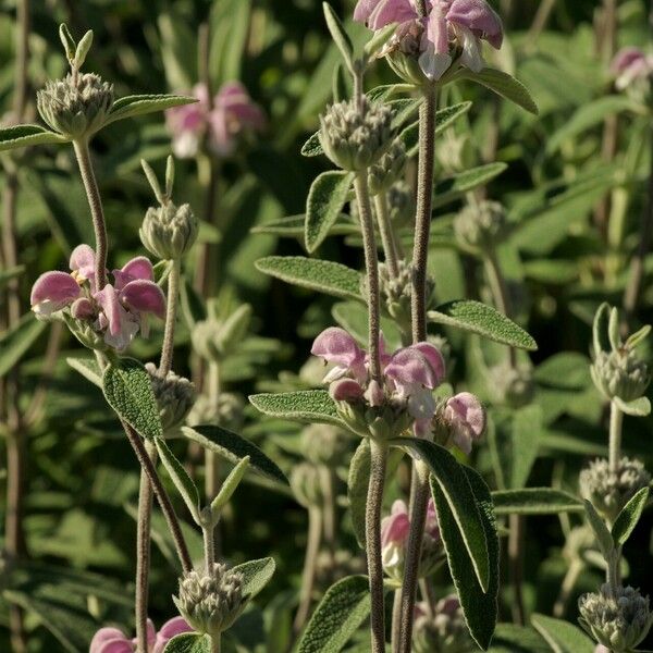 Phlomis purpurea Цвят