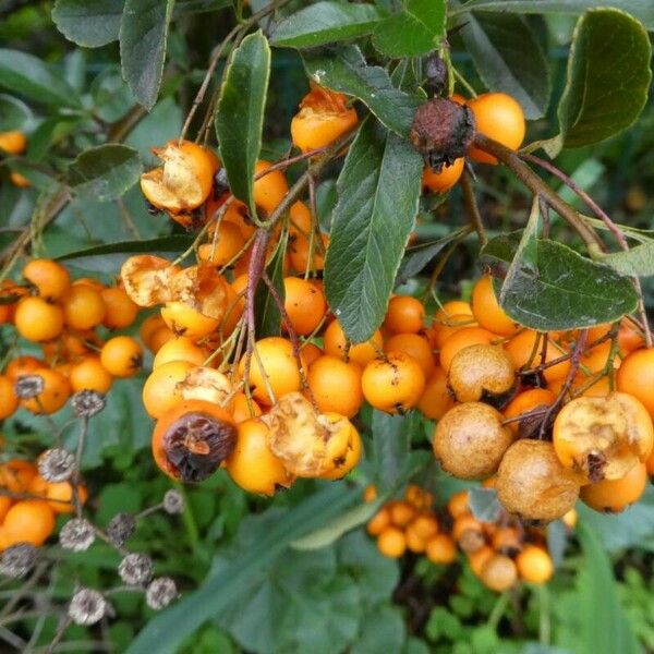 Pyracantha coccinea Froito