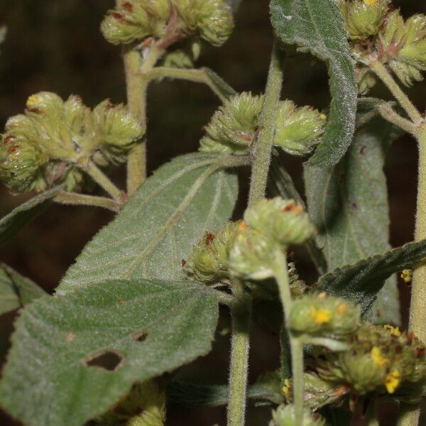 Waltheria indica Цветок