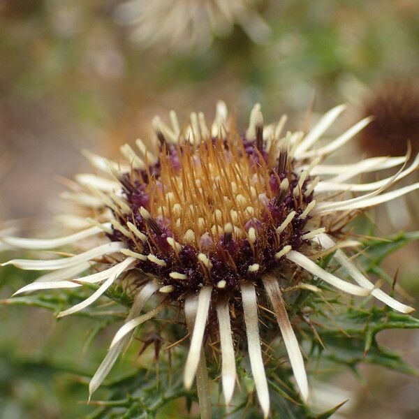 Carlina vulgaris Blomst