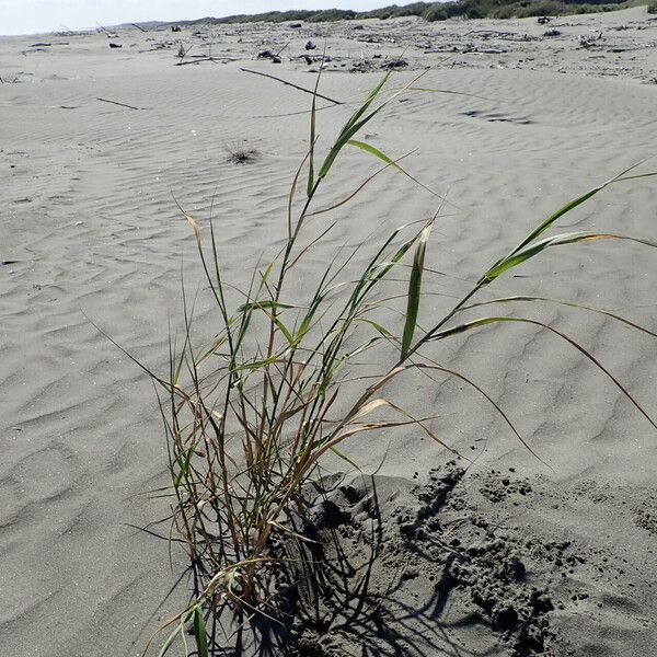 Phragmites karka عادت