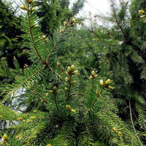 Picea abies Buveinė