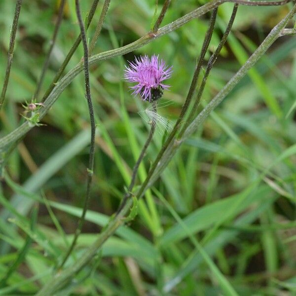 Cirsium canum आदत