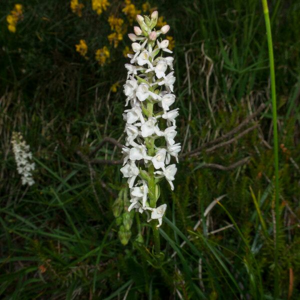 Gymnadenia odoratissima Flors