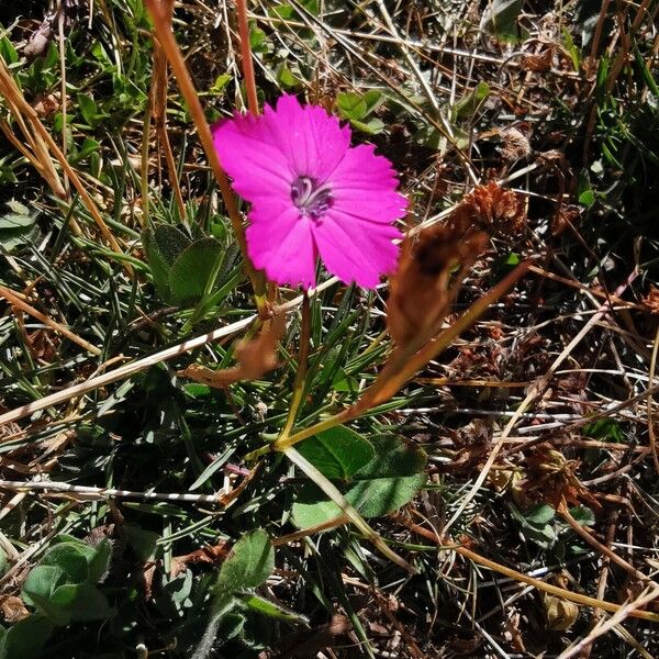 Dianthus pavonius 葉