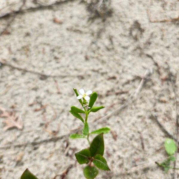 Cakile edentula Flower