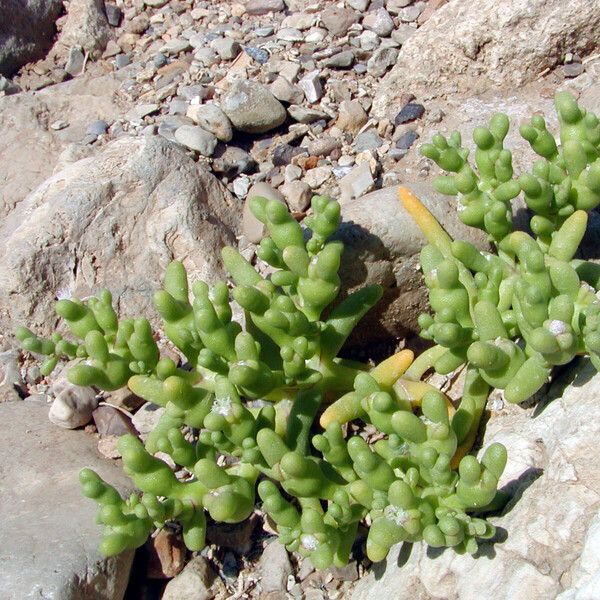 Mesembryanthemum cryptanthum Feuille